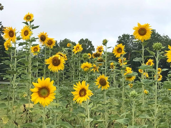 Sunflower Saturday planting, games, fun for the family