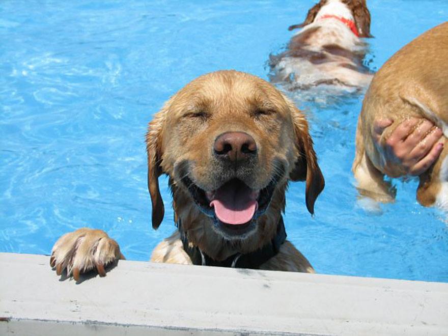 Pooch Pool Party