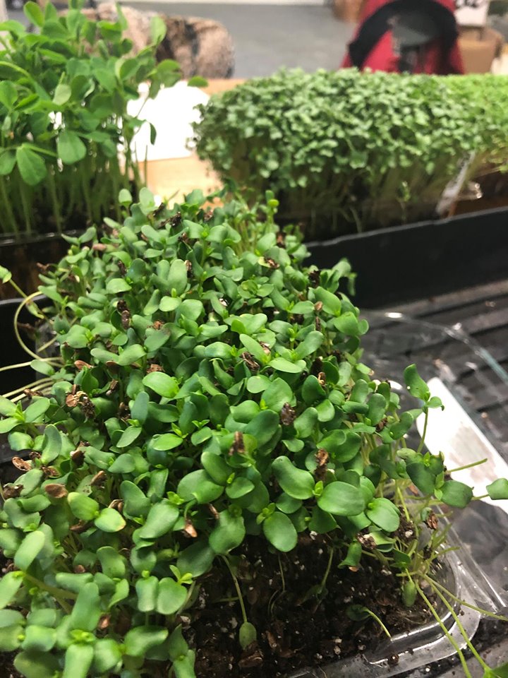Growing Microgreens